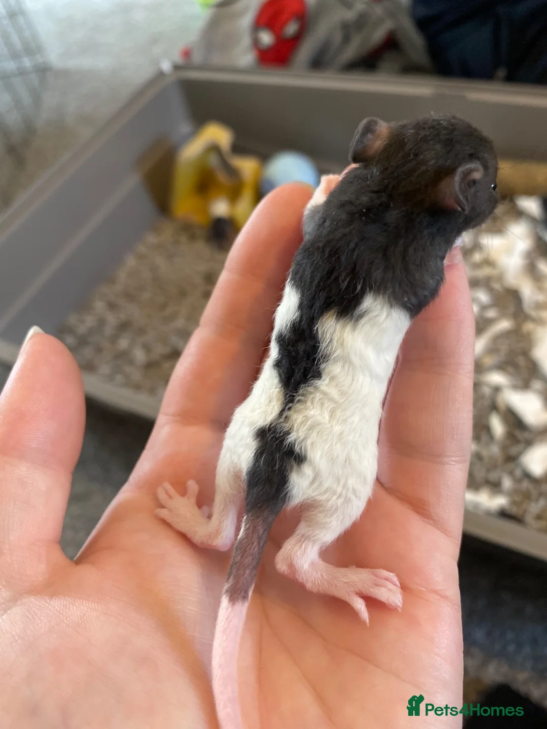 Rat rodents for sale: 5 male rats available now  - Advert 6