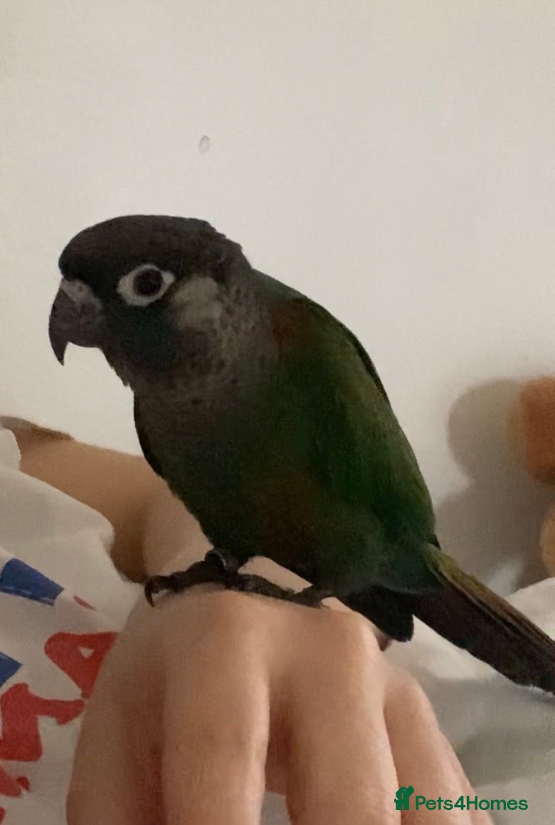 Conures birds Green cheek conure  - Advert 1