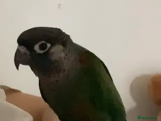 Conures birds Green cheek conure - Advert 1
