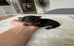 Yorkshire Terrier dogs for sale: ❤️Miniature yorkshire terrier puppies ☘️ - Image 18