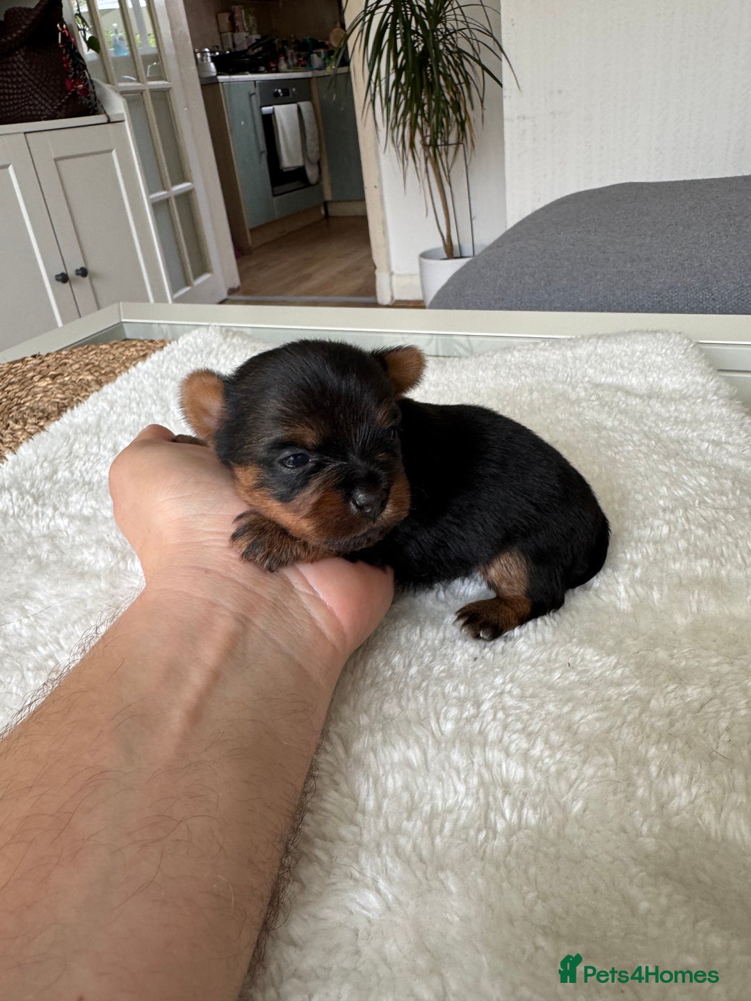 Yorkshire Terrier dogs for sale: ❤️Miniature yorkshire terrier puppies ☘️ - Image 18