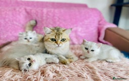 British Longhair cats for sale: British longhair and shorthair  - Image 2
