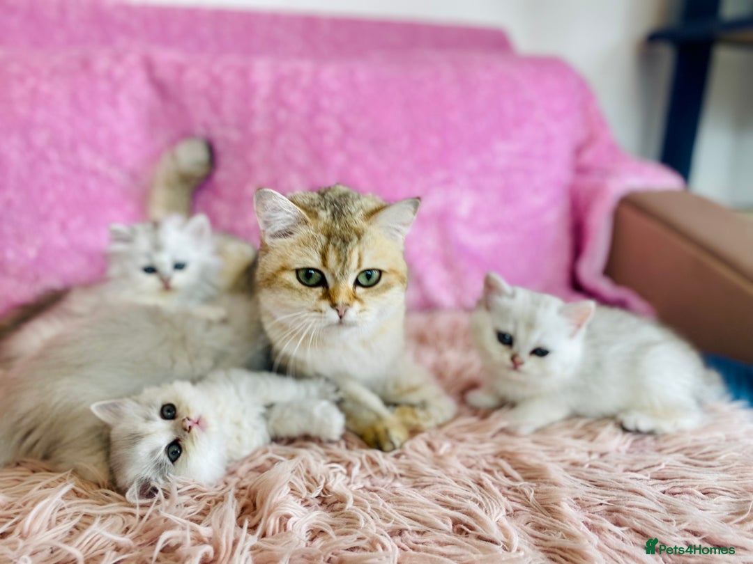 British Longhair cats for sale: British longhair and shorthair  - Image 2