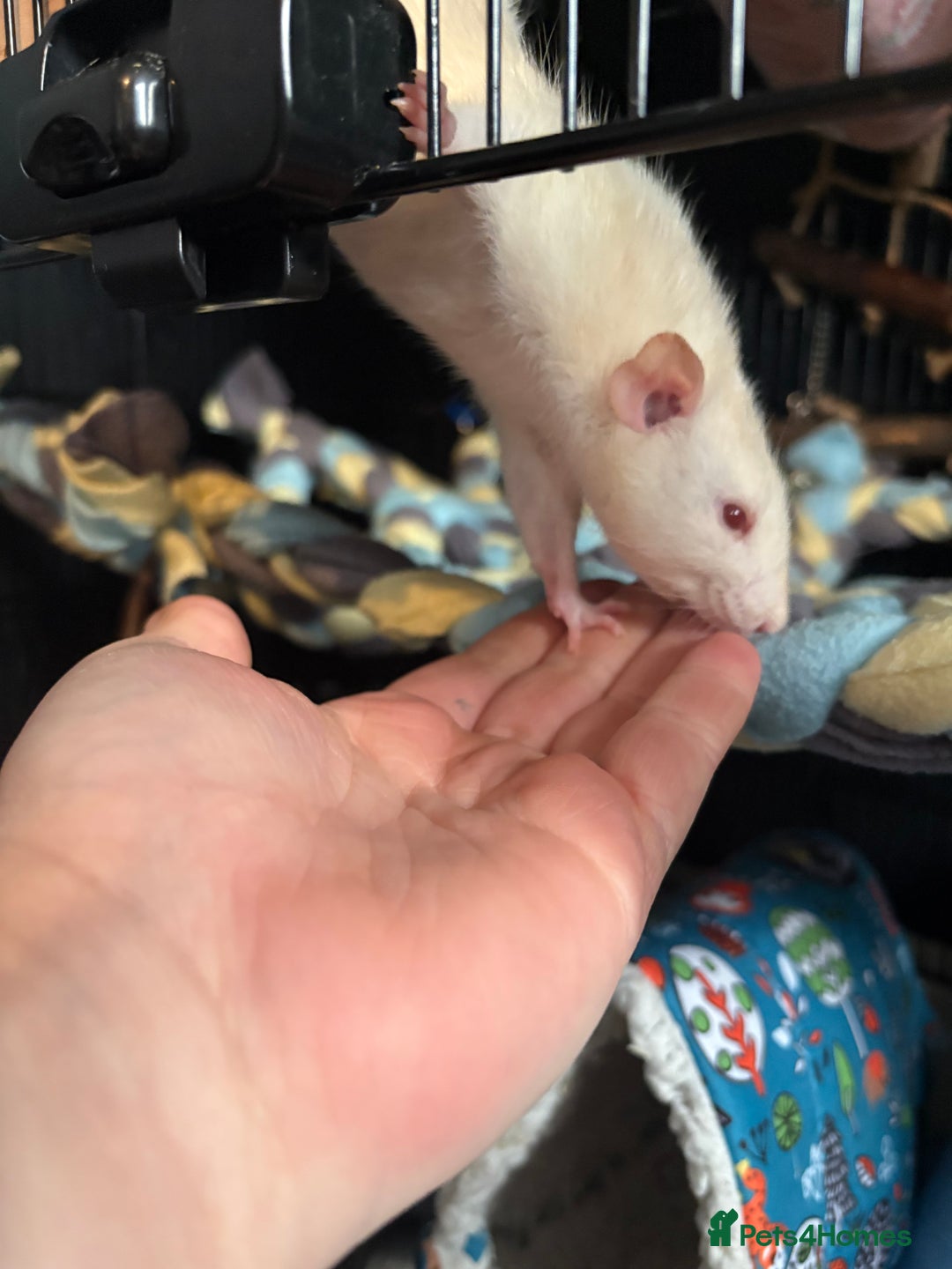 Rat rodents for sale: X2 female rats and cage  - Advert 2