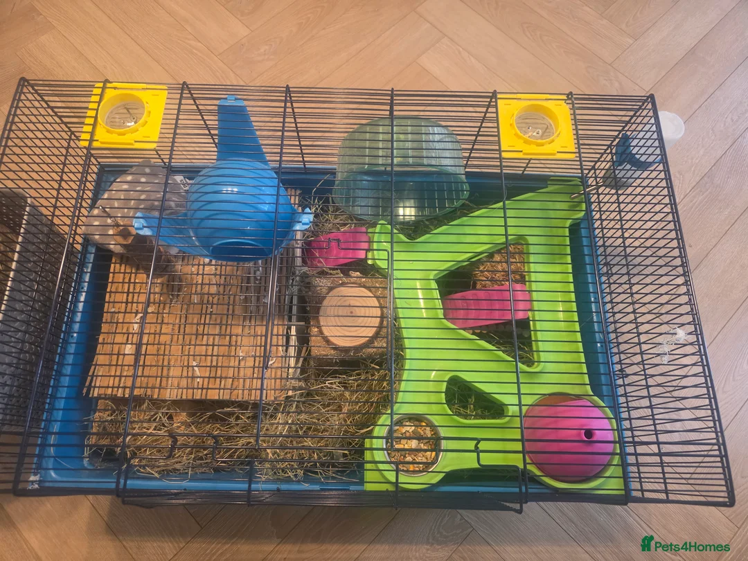 Hamster rodents for sale: Hamster with cages and accessories  - Advert 7