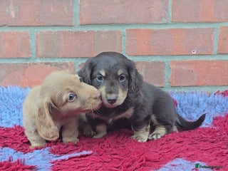 Miniature Dachshund dogs BEAUTIFUL CREAM LONG HAIR WITH ALL DNA - Advert 1