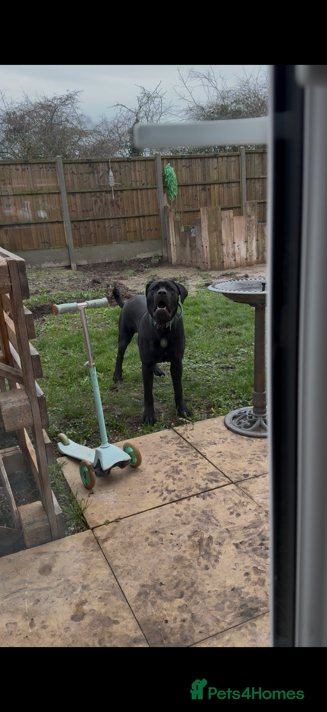 Mixed Breed dogs for sale: 8 month old male cane corso for new loving home - Advert 12