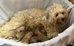 Cavapoochon dogs for sale: Cavapoochon Puppies ready from 20th December 2025  - Advert 23