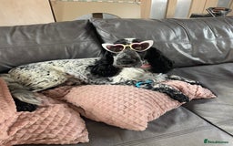 Cocker Spaniel dogs for sale: Blue Roan Cocker Spanisl - Image 1