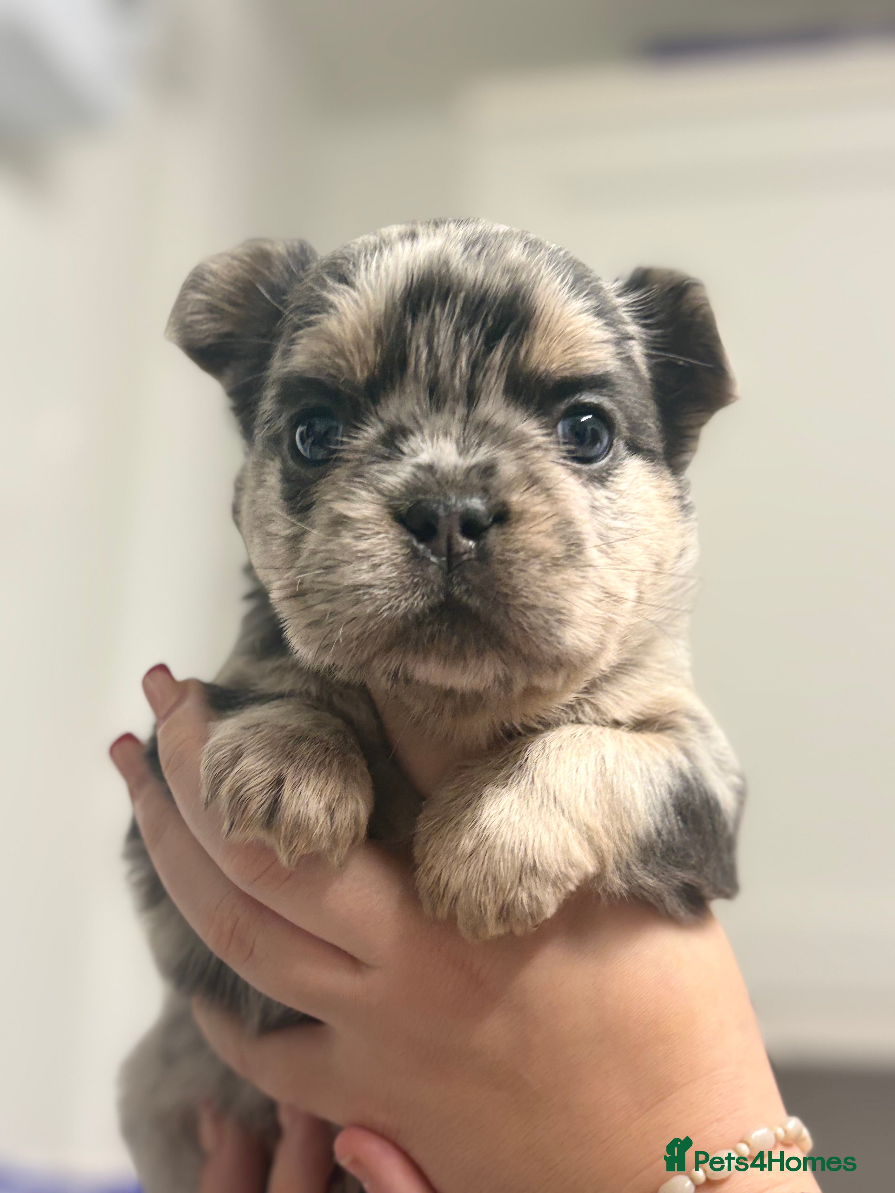 French Bulldog dogs Reduced 💯Quality 🇫🇷Fluffy french bulldog 🐶💙 - Advert 1