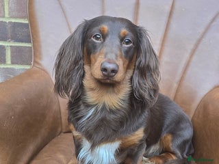 Dachshund dogs in Purley - Advert 3