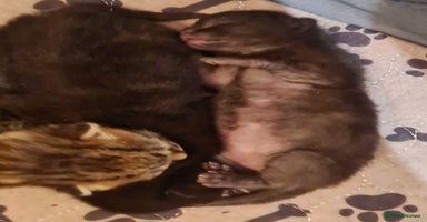 Mixed Breed cats - Advert 7