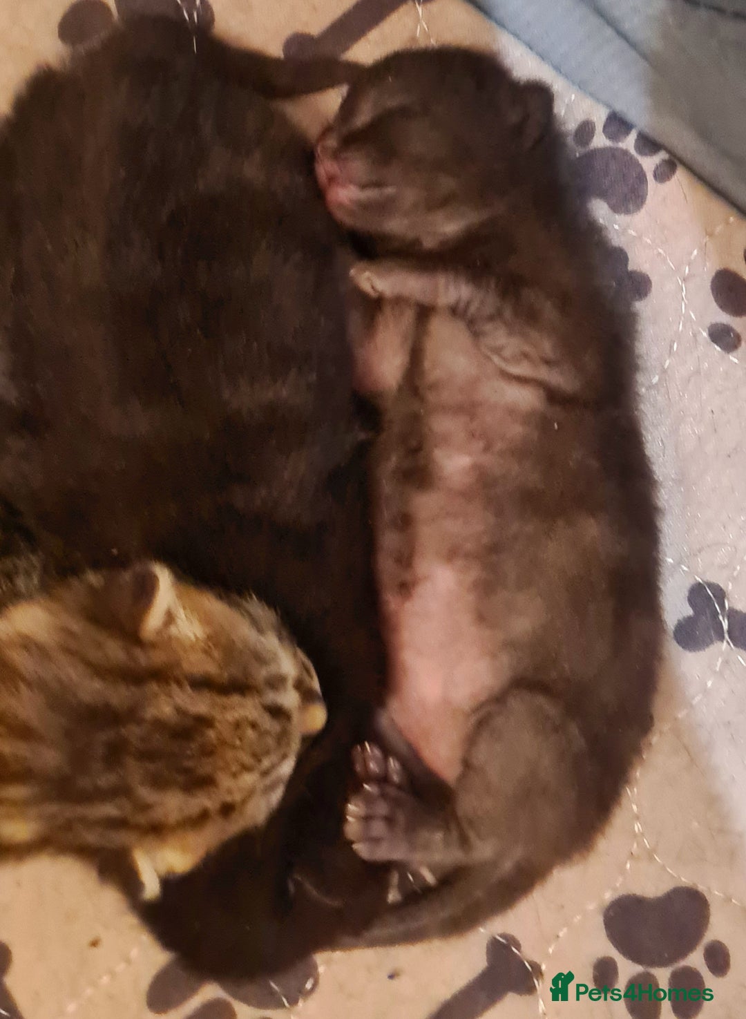 Mixed Breed cats for sale: Beautiful Mixed-Breed Kittens  - Image 3