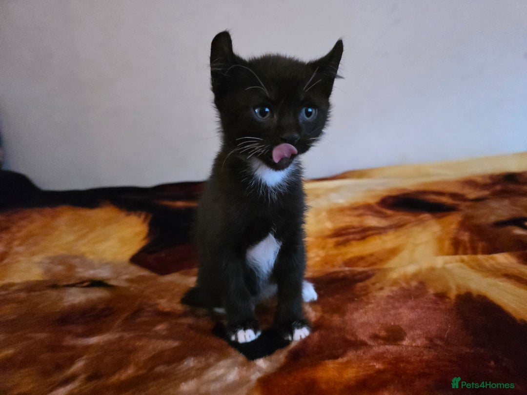 Mixed Breed cats for sale: Adorable Male Kitten – Sphynx x Devon Rex Cross - Advert 2