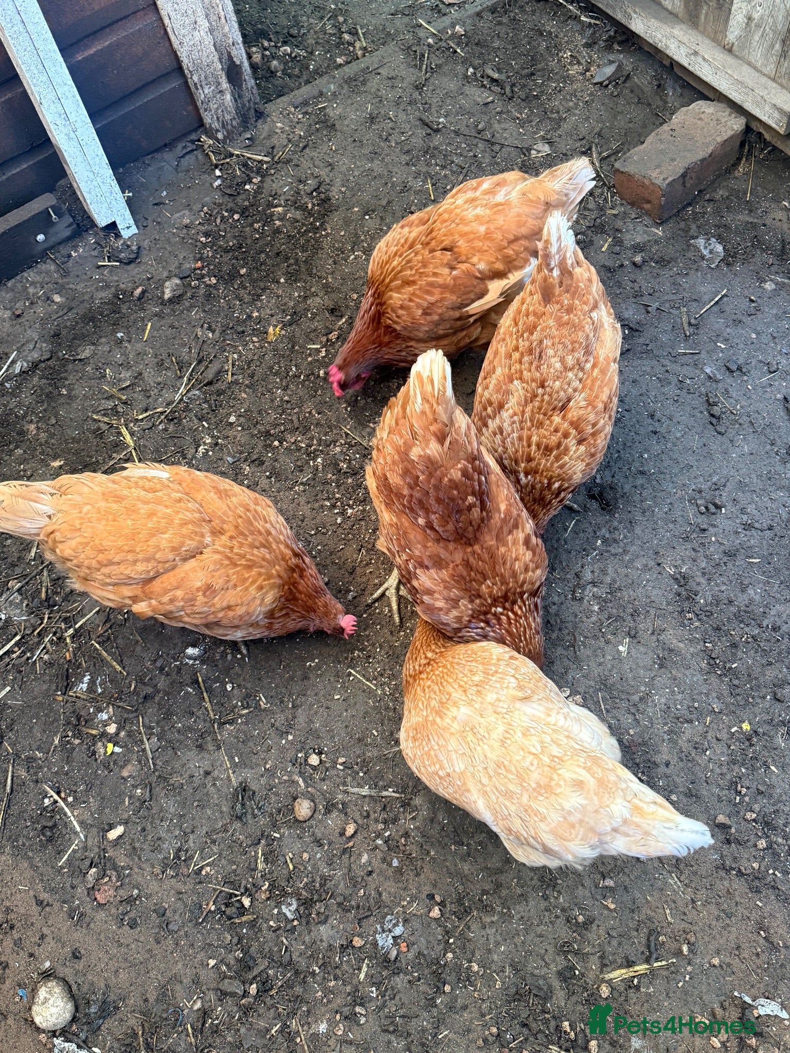 Chickens poultry Last 5 Stunning warrens for sale- great layers - Advert 21