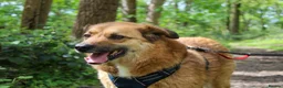 Mixed Breed dogs for adoption: Aladdin needs a loving home - Advert 6