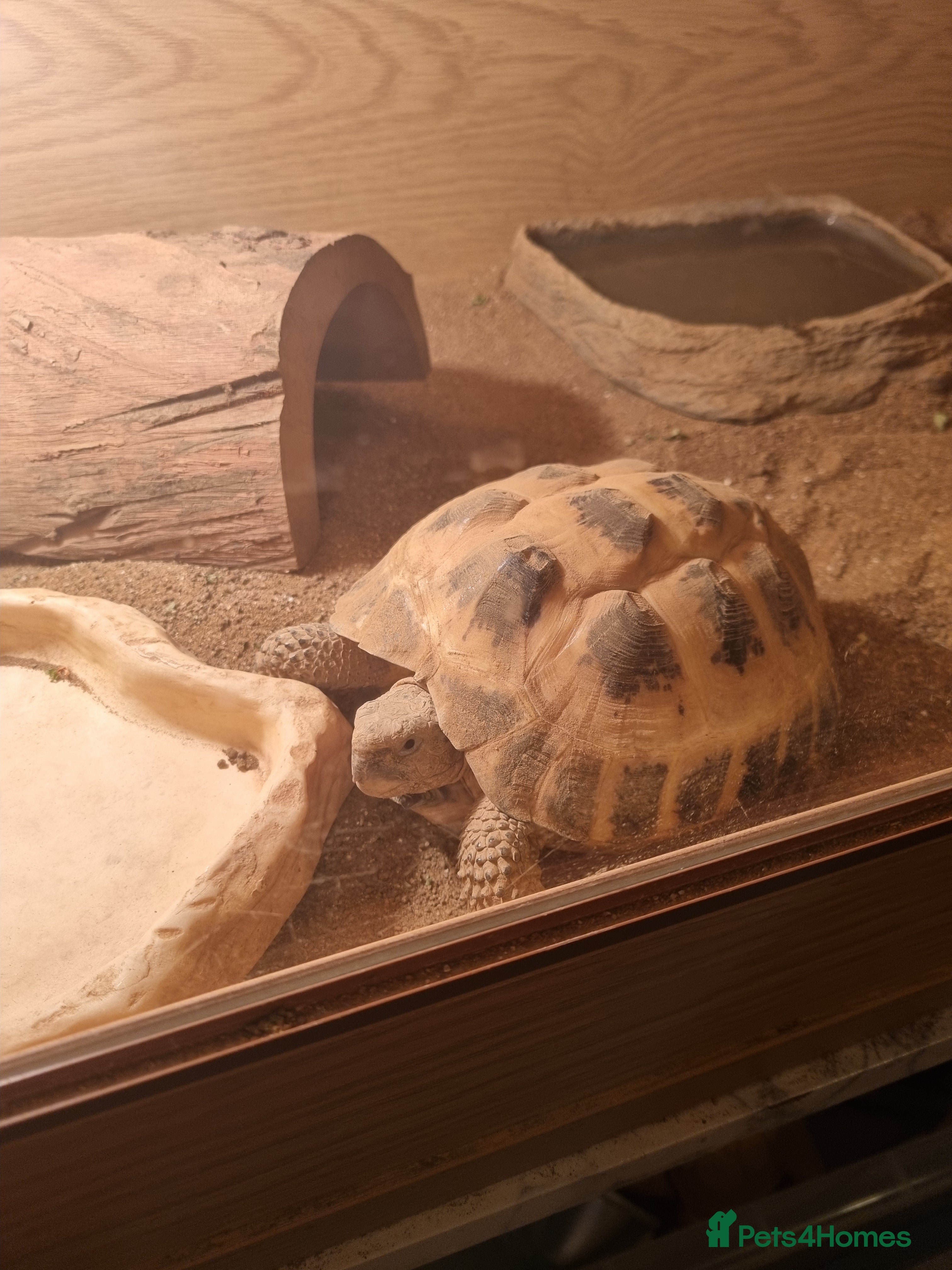 Hermann Tortoise reptiles Totoise  - Advert 2