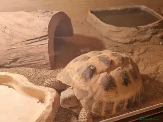 Hermann Tortoise reptiles Totoise - Advert 2