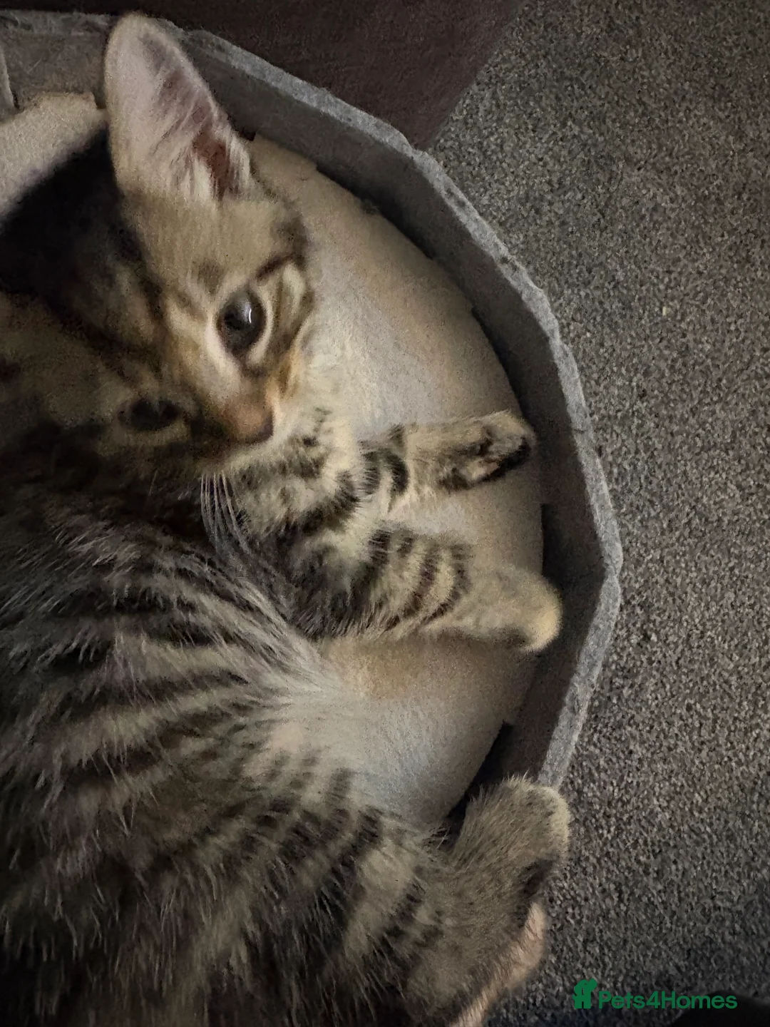 British Longhair cats for sale: Kittens Ready for sale - Advert 4