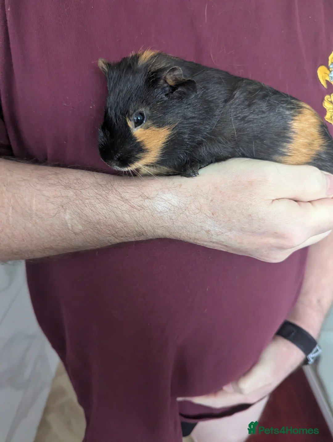 Guinea Pig rodents for sale: Pretty baby guinea pigs  - Advert 2