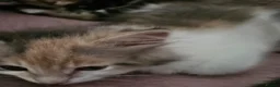 Siberian cats for sale: Beautiful Siberian kitten ready for a new home. - Advert 3