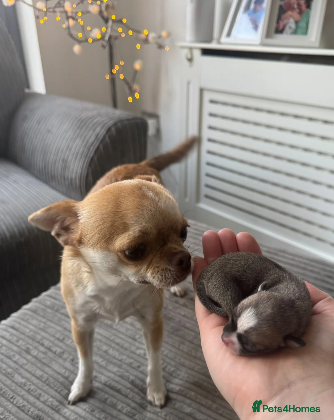 Chihuahua dogs for sale: Winnie and simbas puppies  in Gillingham - Advert 7