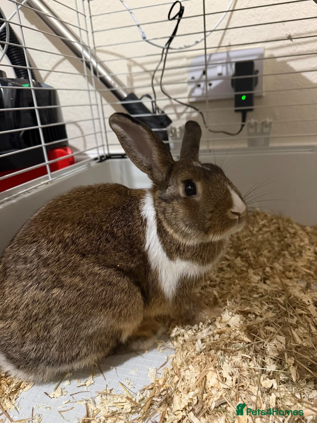 Netherland Dwarf rabbits for sale: Male netherlanddwarf rabbit in Derby - Advert 2