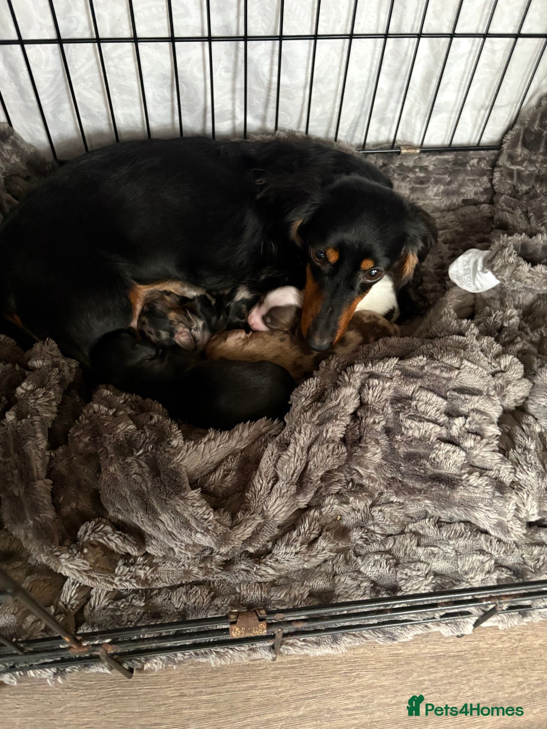 Dachshund dogs for sale: Miniature long haired dachshunds - Advert 2