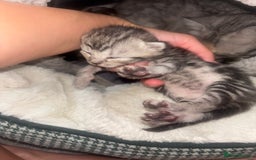 Scottish Fold cats for sale: Scottish Straight Kittens  - Image 7