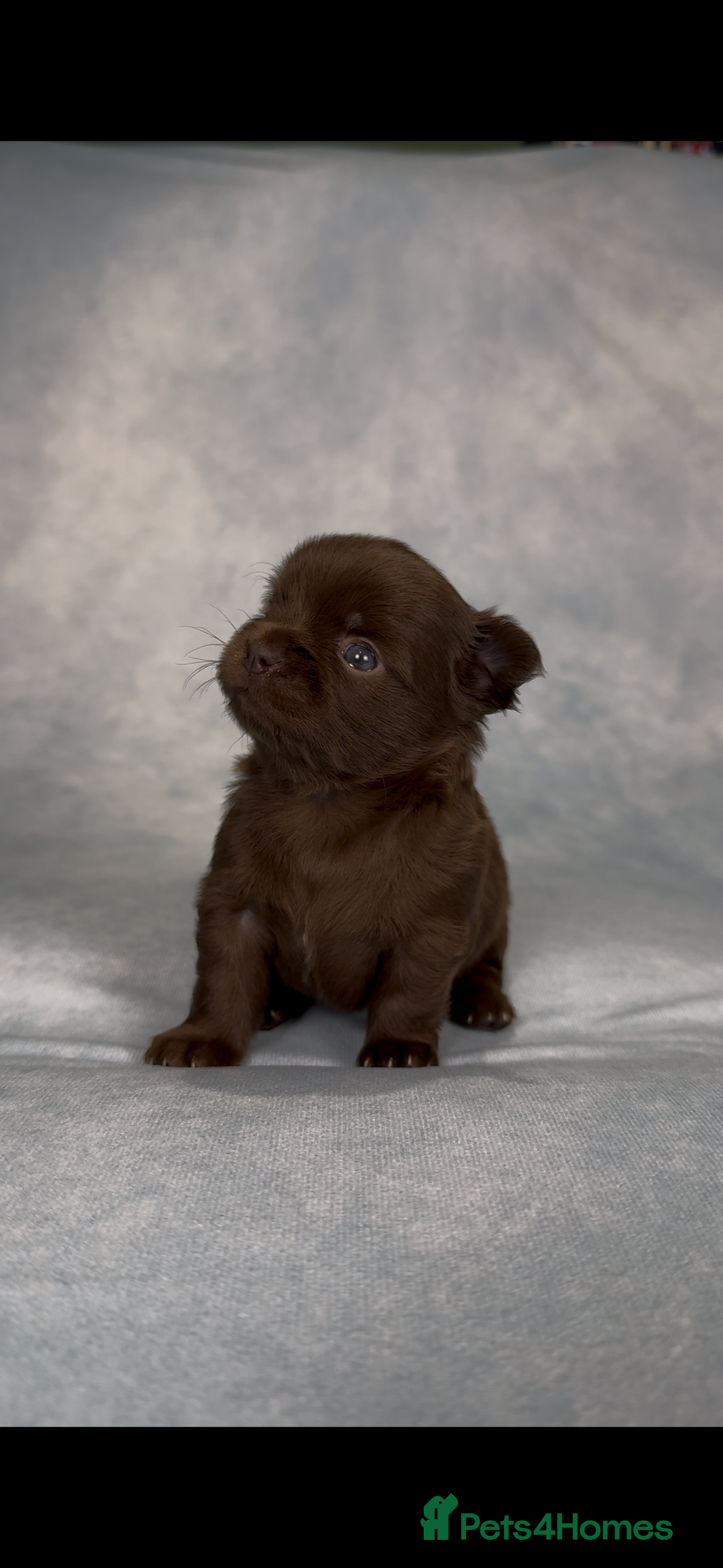 Chihuahua dogs for sale: Chihuahua puppies available on  ** s  - Advert 5