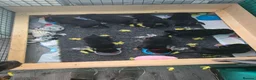 Rottweiler dogs for sale: Rottweiler puppies  in Saint Helens - Advert 16