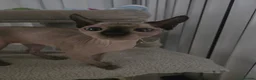 Sphynx cats for sale: ♀️Female Sphynx kitten 😸  - Advert 3