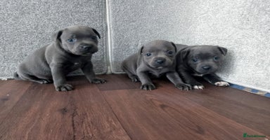Staffordshire Bull Terrier dogs - Advert 16