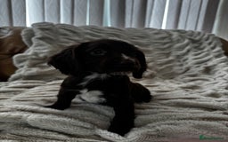 Sprocker dogs for sale: Health Tested- Chocolate Sprocker Puppies 🐻  in Bishop Auckland - Image 9