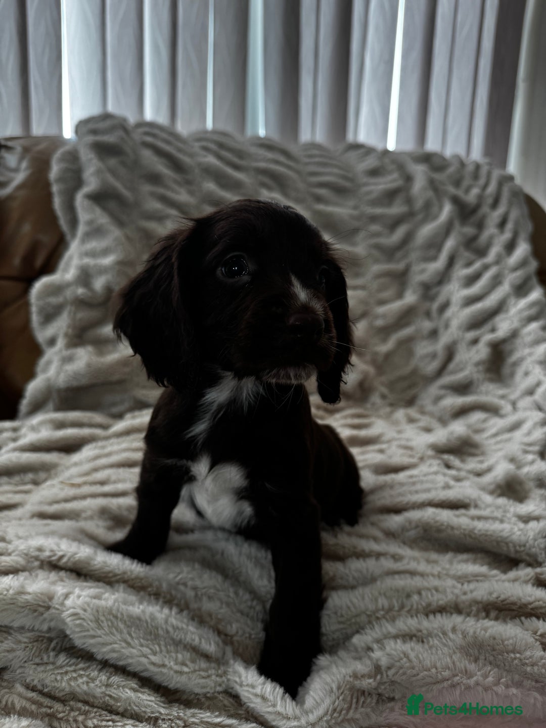 Sprocker dogs for sale: Health Tested- Chocolate Sprocker Puppies 🐻  in Bishop Auckland - Image 9