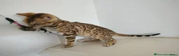 Bengal cats for sale: Bengal kitten - Advert 1