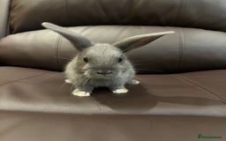 Mixed Breed rabbits for sale: Bunnies rabbits for sale - Image 2