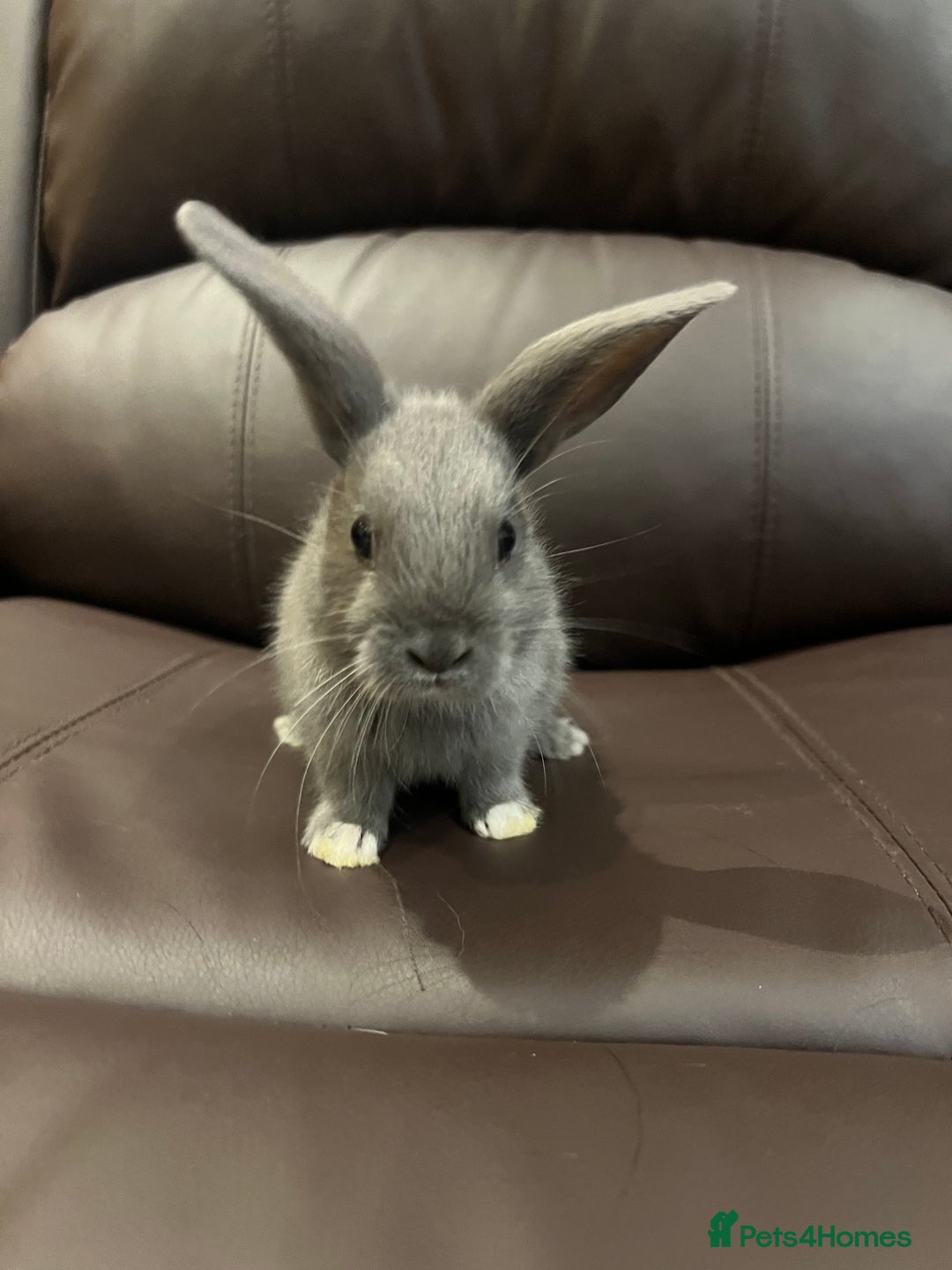 Mixed Breed rabbits for sale: Bunnies rabbits for sale - Image 2