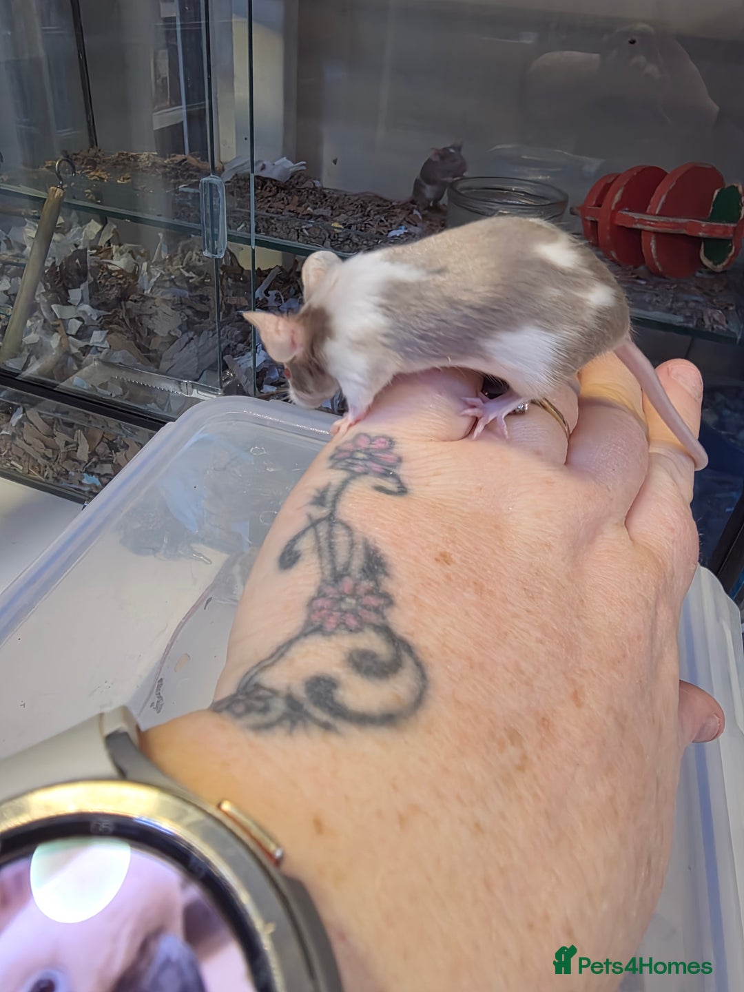 Mouse rodents for sale: Mice, males and females  - Advert 4