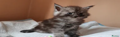 Maddox TitaniumCat 