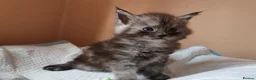Maine Coon cats for sale: Pure Maine coons kittens ❤️❤️  - Advert 21