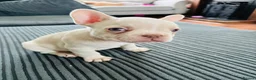 French Bulldog dogs for sale: French bulldog Puppies  - Advert 4
