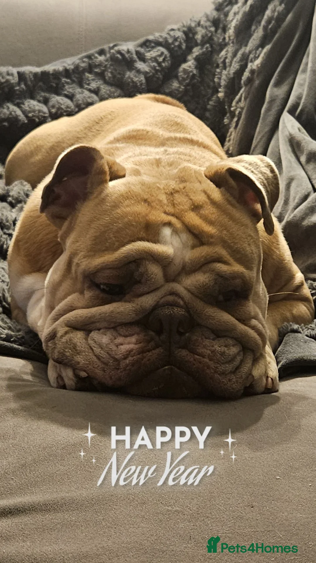 English Bulldog dogs for sale: Beautiful Betty - Advert 4