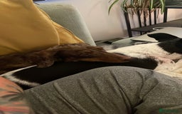 Miniature Dachshund dogs for sale: Miniature Dachshund puppies for sale  - Image 7