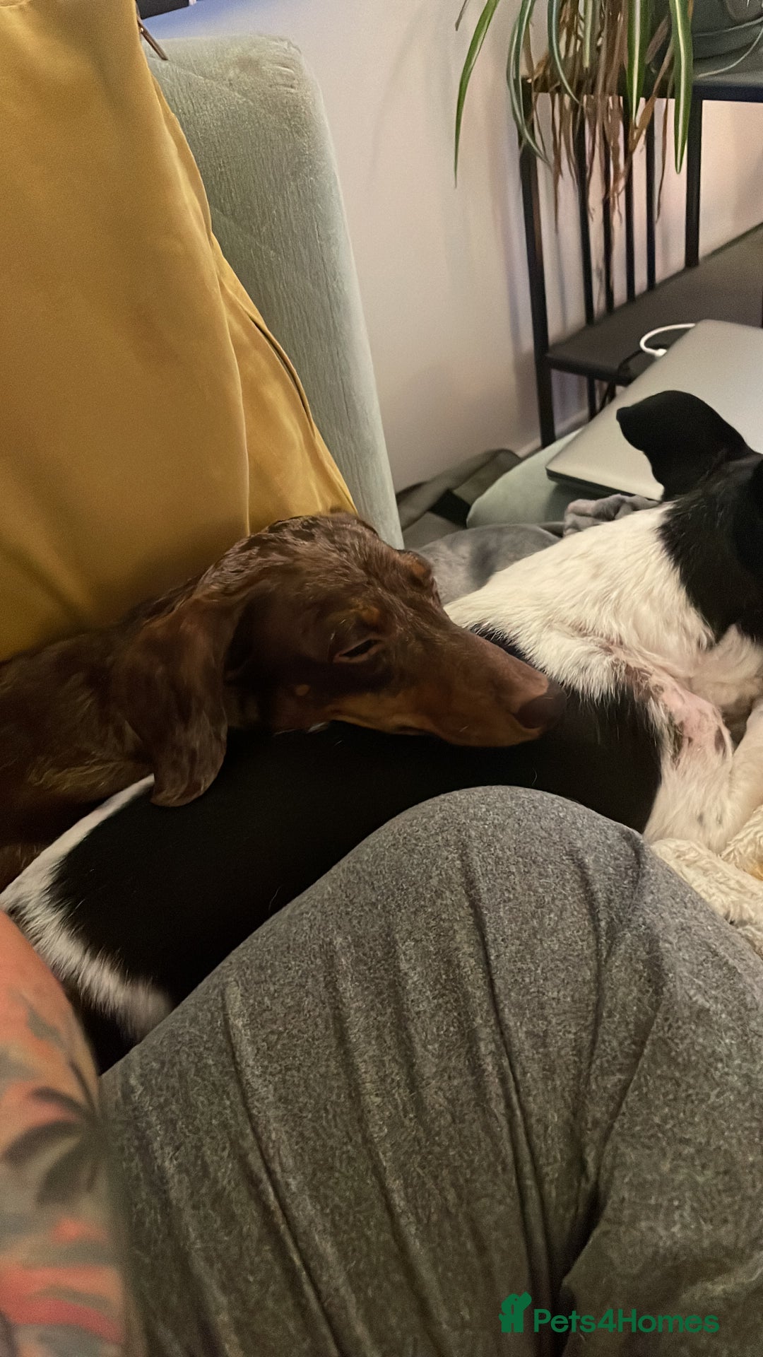 Miniature Dachshund dogs for sale: Miniature Dachshund puppies for sale  - Image 7