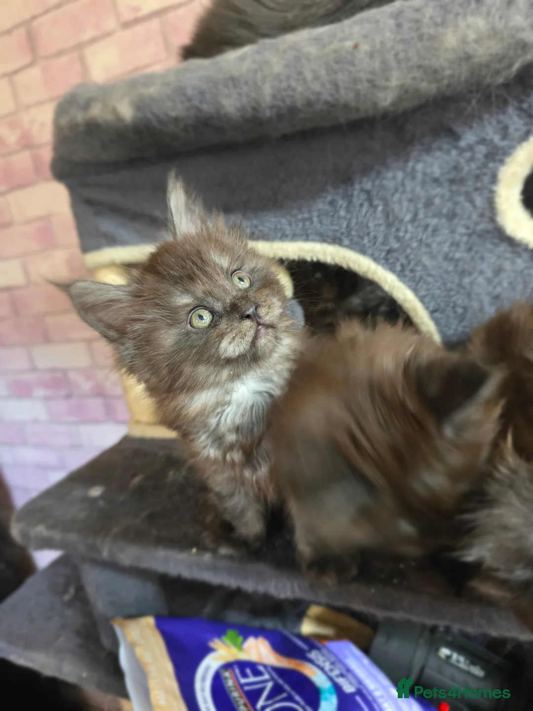 Maine Coon cats for sale: Maincoon kittens  - Advert 6