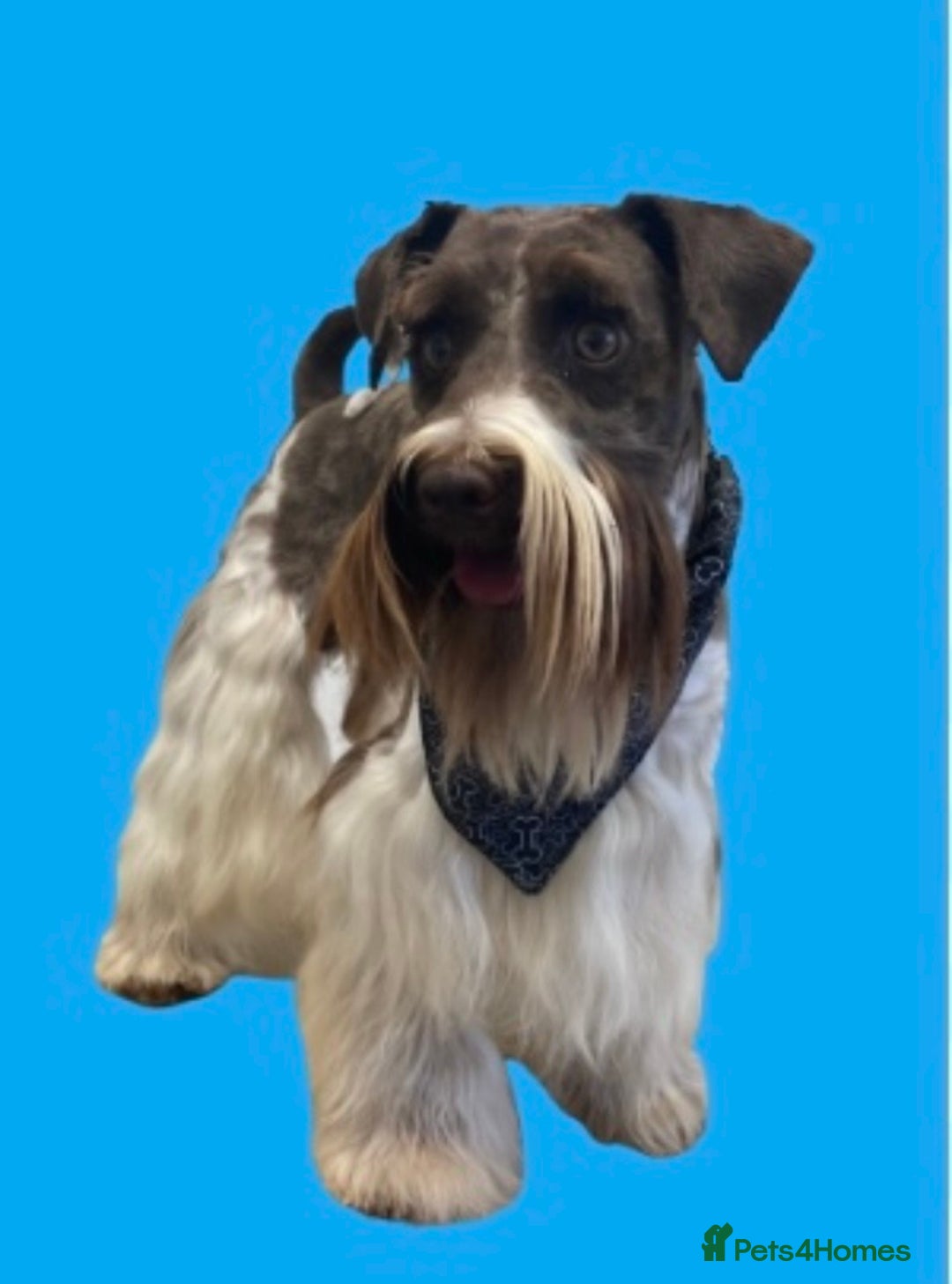 Poodle dogs for stud: Chocolate /White Miniature Schnauzer STUD BVA +MAC in Coventry - Advert 10