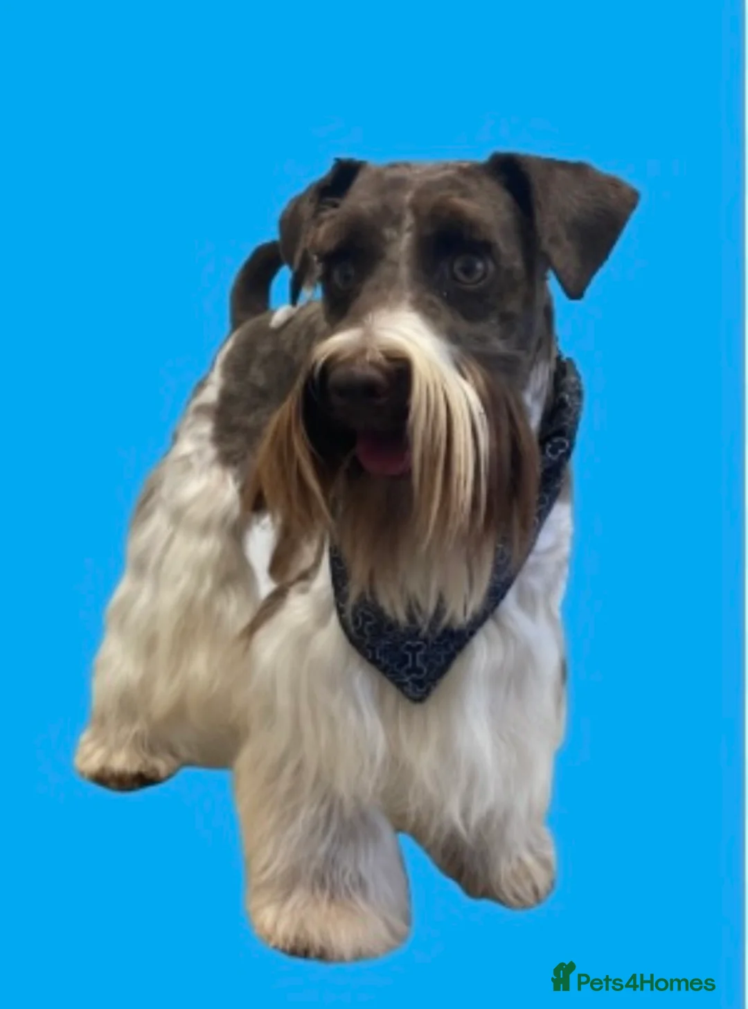 Poodle dogs for stud: Chocolate /White Miniature Schnauzer STUD BVA +MAC in Coventry - Advert 10