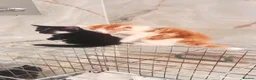 Mixed Breed cats for sale: Small kittens ready now london n9  in London - Advert 36