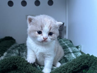 British Shorthair cats 1 rare mixed cream pure British Shorthair kittens - Advert 12